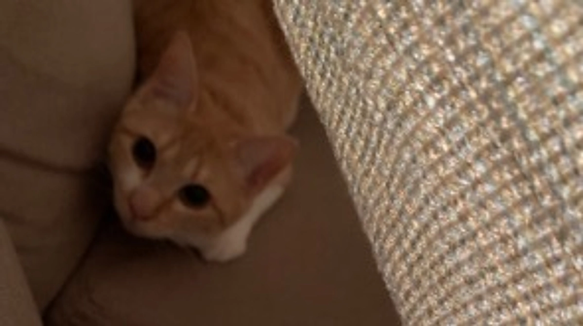 経過観察9日目(5/20)