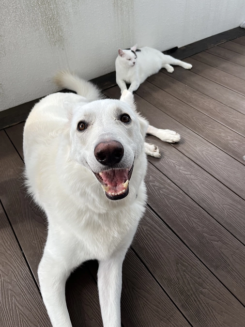 プロジェクト４日目の朝