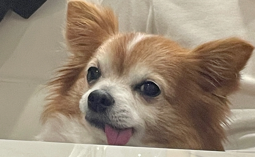 ほくと応援コース②