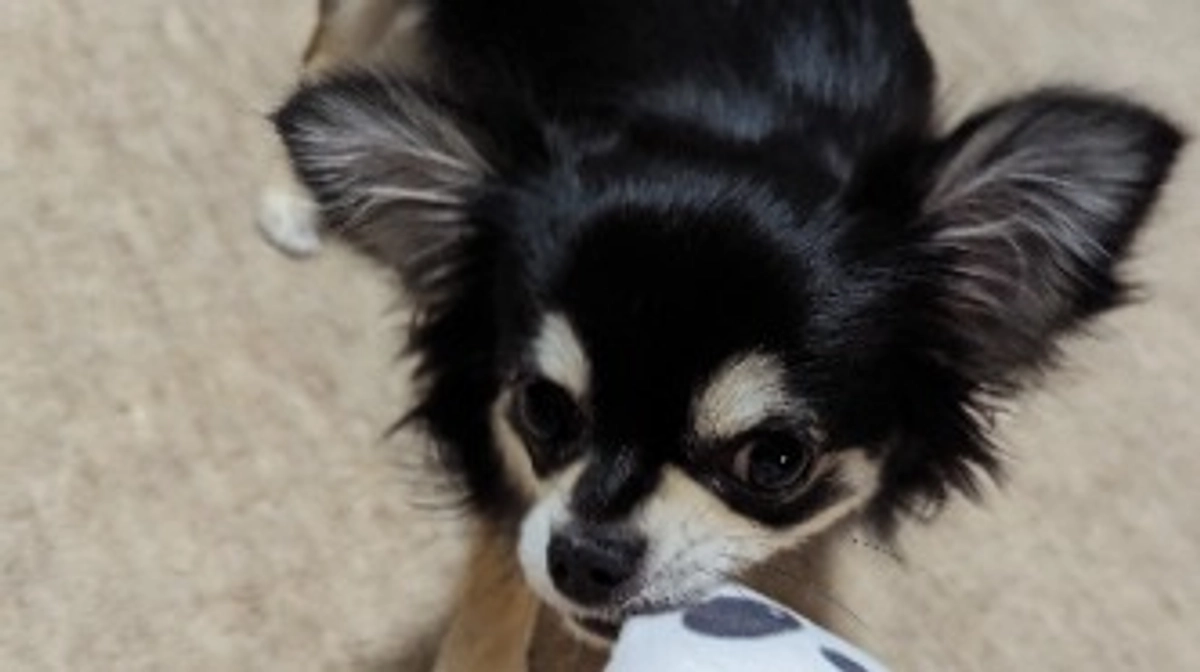 ひっぱり合い♪