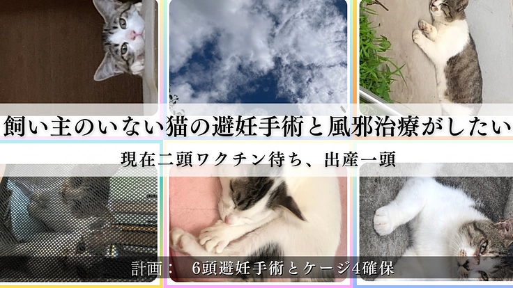 飼い主のいない猫たちの治療とそのための環境づくりをしたい