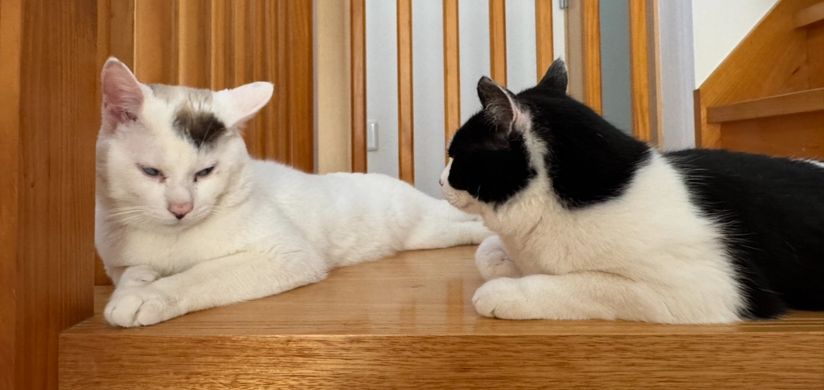 去勢手術の為の薬調整