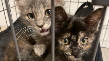 保護猫兄弟アッシュとステラをFIPから救うためご支援お願い致します のトップ画像