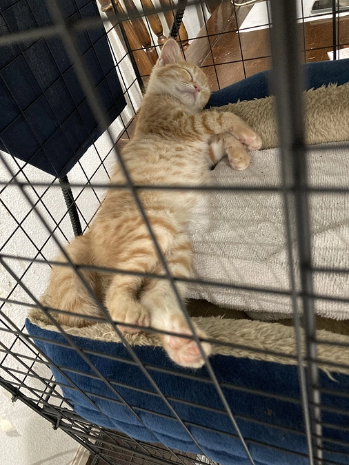 子猫発見！！ただ別の子13トライアル