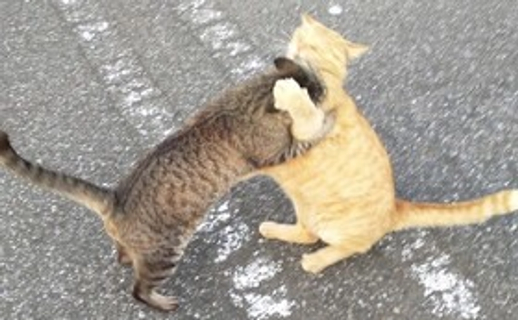 お礼のメール&保護猫画像