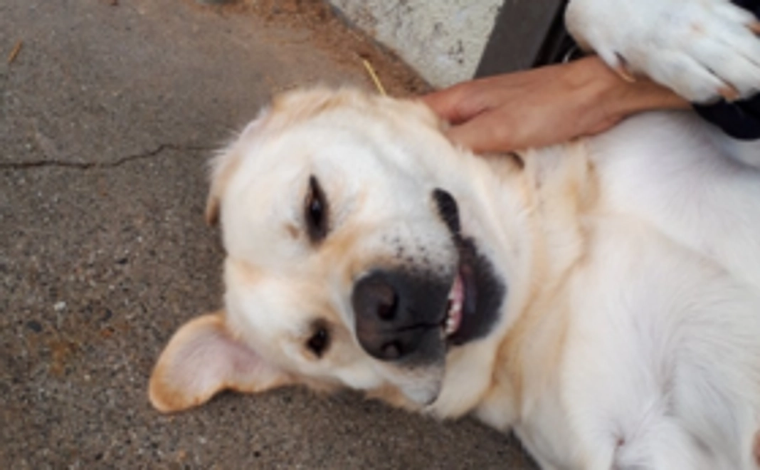 【岐阜大学 馬術部応援コース】1万円