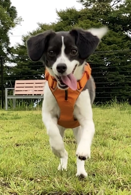 ニコちゃんについて