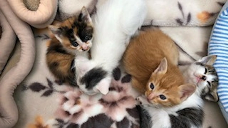 保護猫・外猫を継続してお世話出来るようご支援を!!