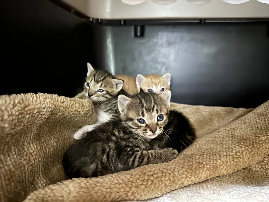 段ボールの中で生まれた子猫　大きくなりました