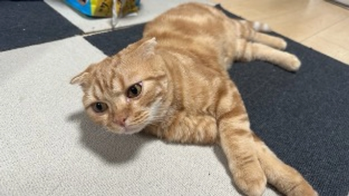 FIP経過観察22日目