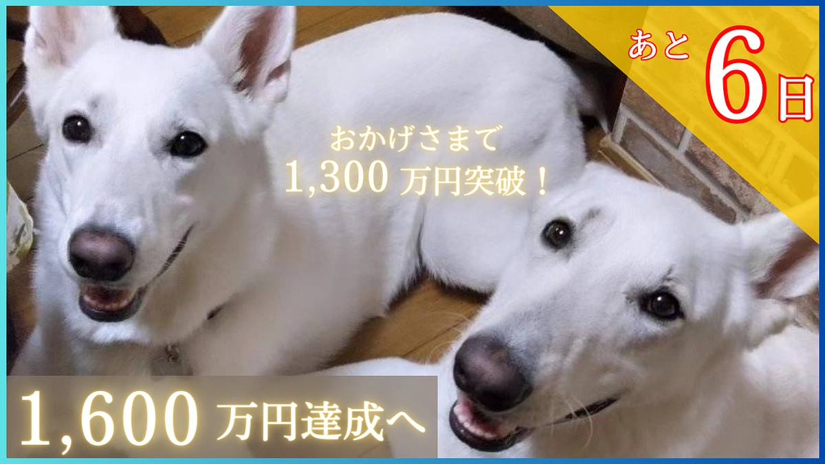 【1300万円突破！あと273万円】皆様のお力をお貸しください！応援メッセージのご紹介です！