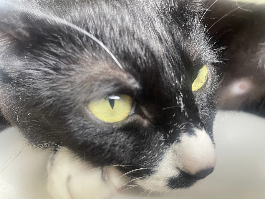 オレオとリッツの日常