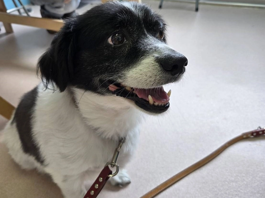 【里親さんからの応援メッセージ】咬みつき犬から「マッチング譲渡」で幸せになったトッティ