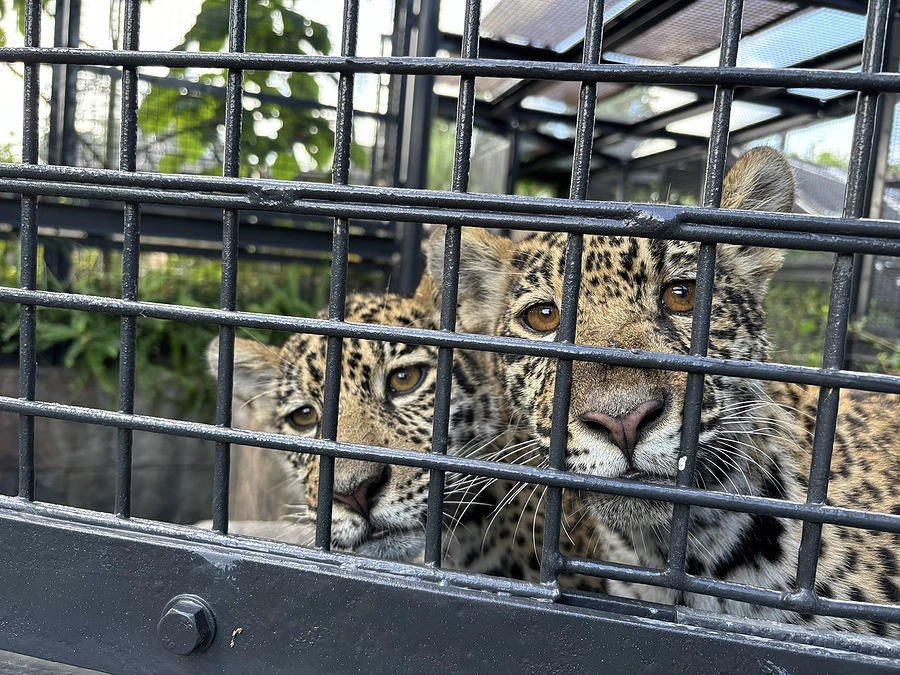 担当動物が変わりました