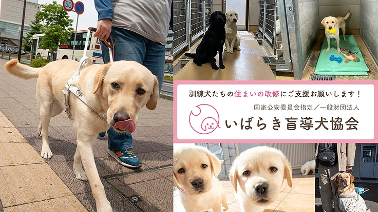 犬舎の改装で、盲導犬の候補たちがより快適に過ごせる環境を作りたい！