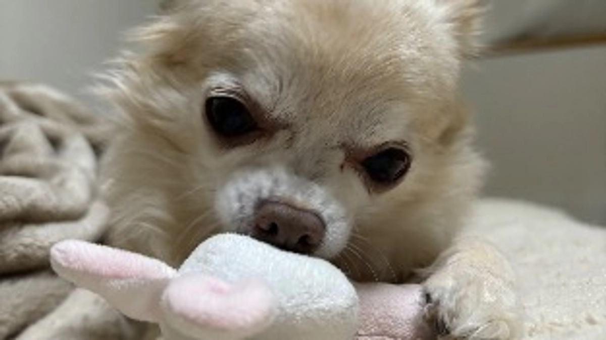 うさぎのぬいぐるみ