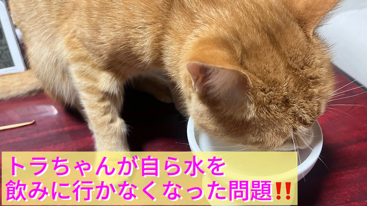 トラちゃんが自ら水を飲みにいってくれない問題‼️
