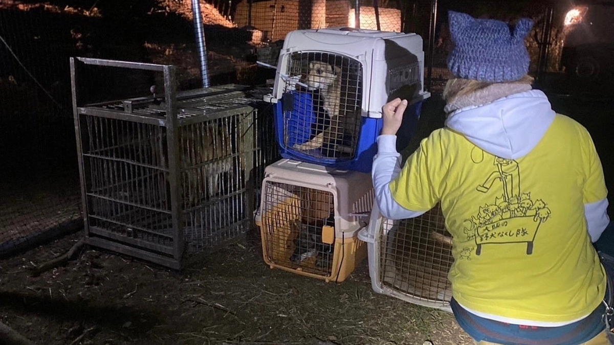 【皆様へのお願い】野犬の殺処分ゼロのため人生をかけて挑戦しています。一歩踏み出し一緒にやりましょう！