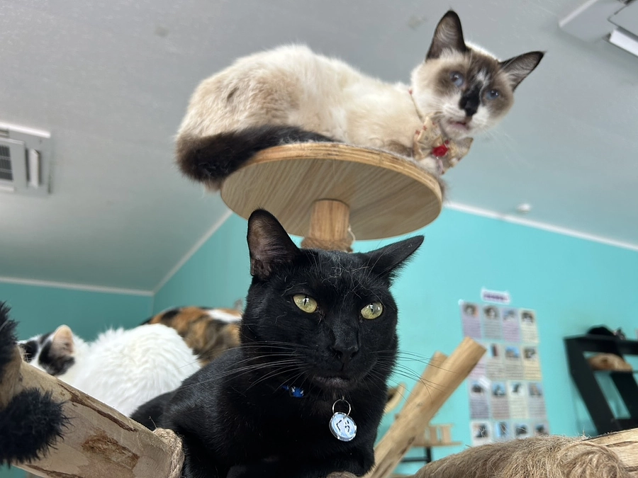 代理支援について