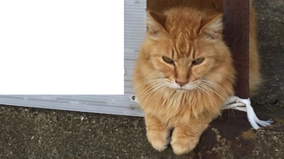 本年度中の御礼と、大切なお知らせです。