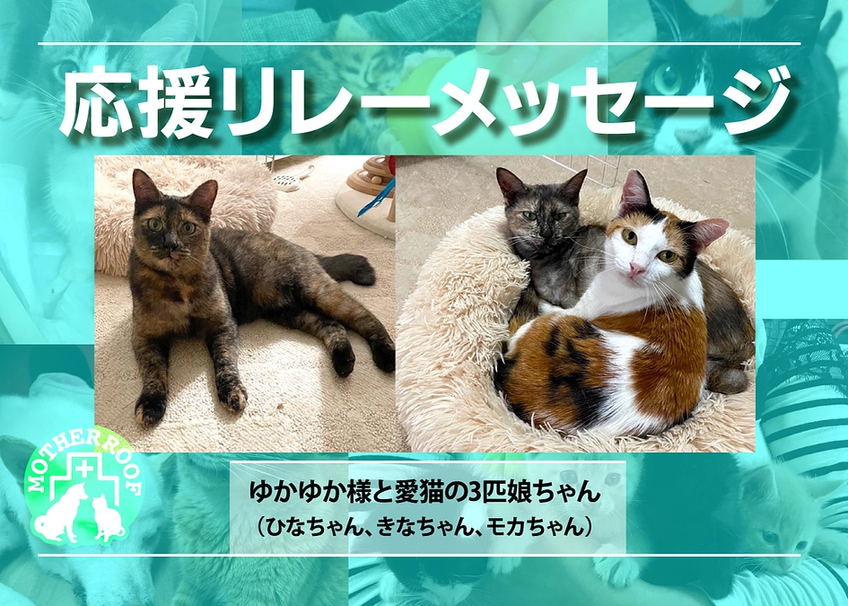 ゆかゆか様と愛猫の3匹娘ちゃん（ひなちゃん、きなちゃん、モカちゃん）から応援メッセージ