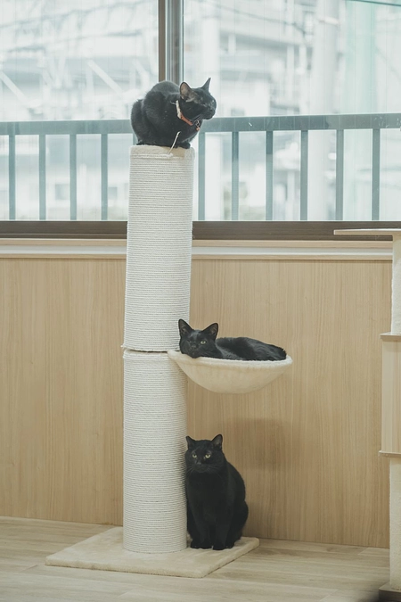 ふじこの思いが皆様に伝わりますように…