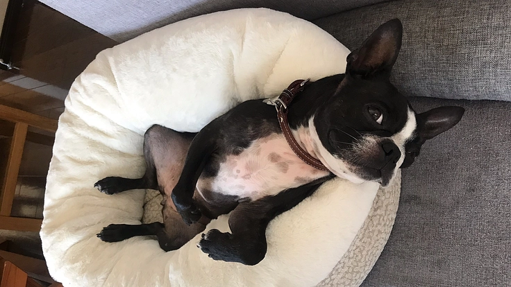 脳腫瘍と闘う愛犬「ベル」にご支援ご協力をお願い致します