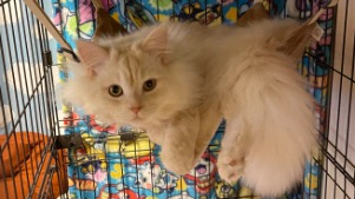 今日のトキ☀️