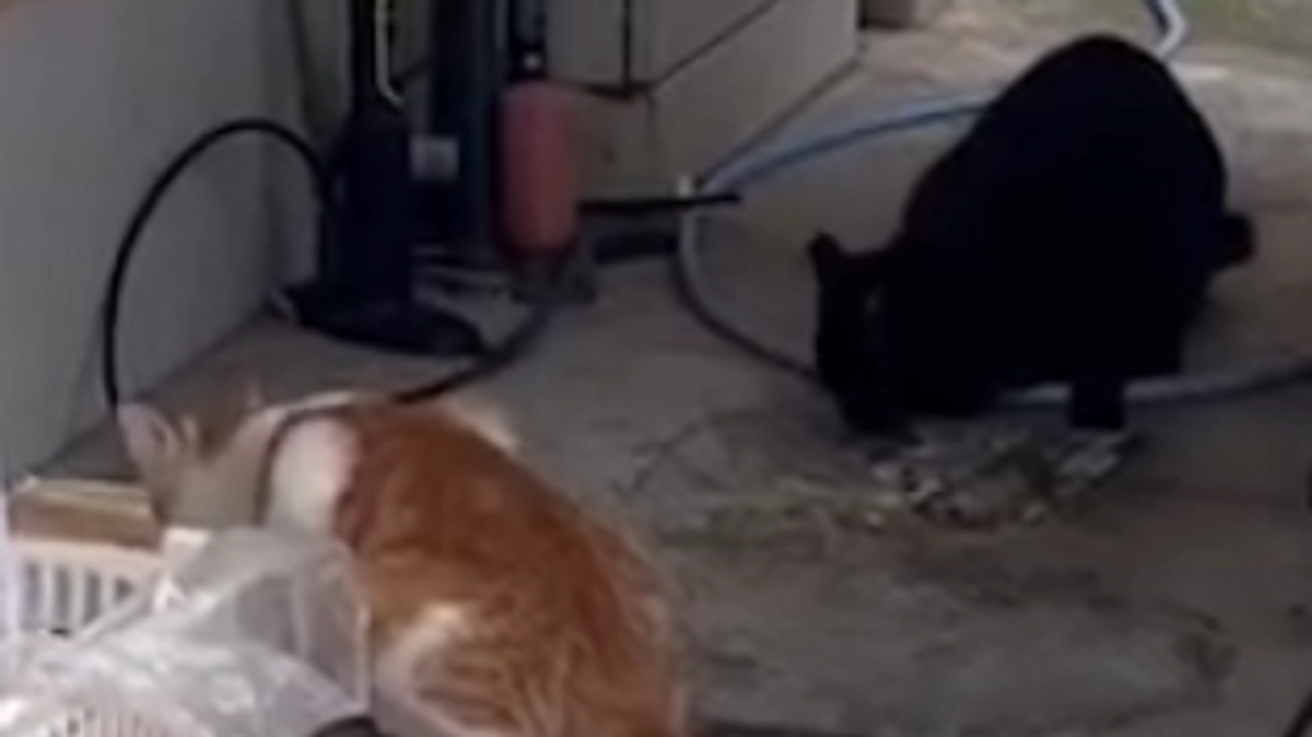 掃除のおばさん