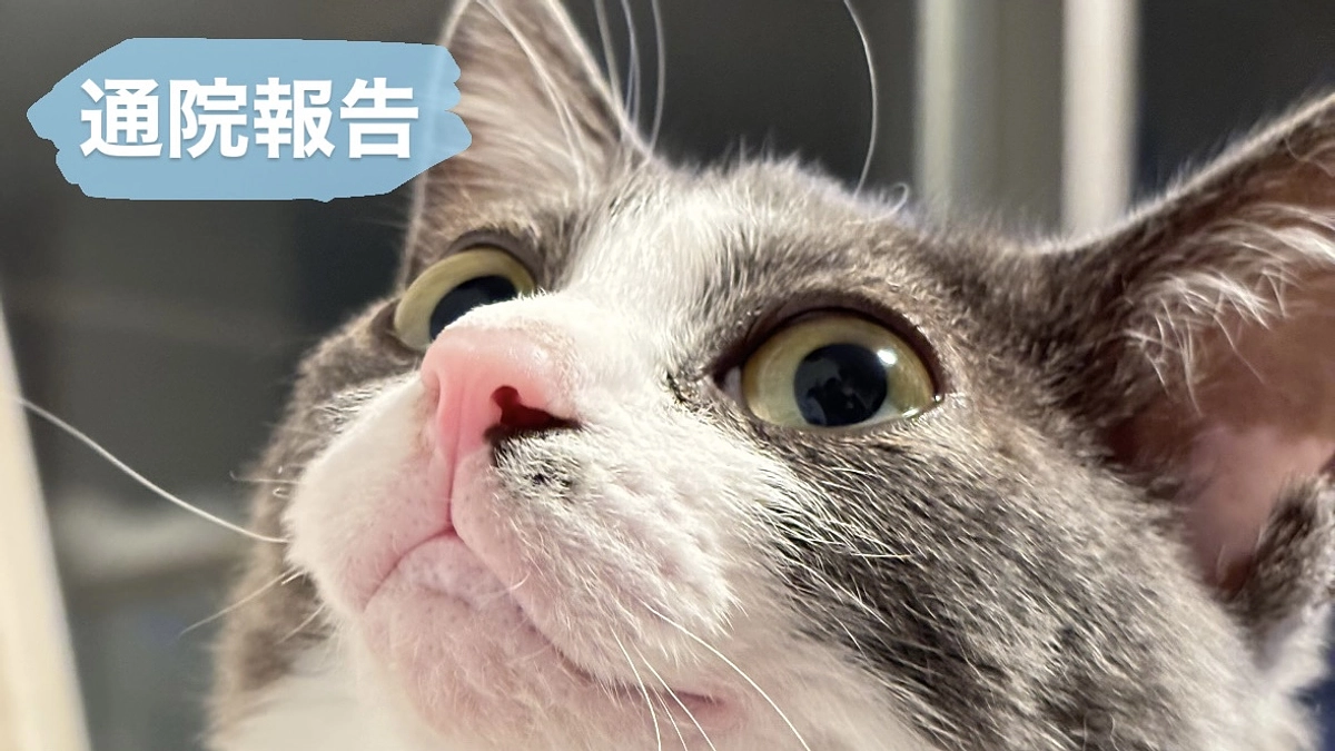 検査報告と血液検査