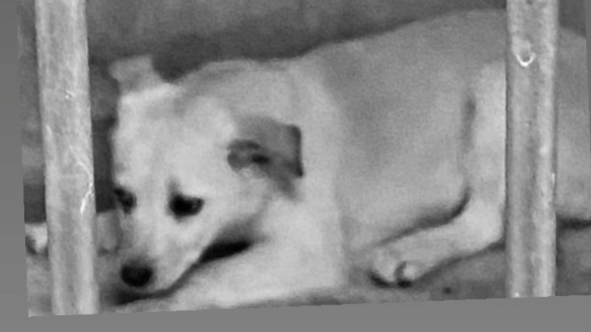 【1300万突破！】身体は6ヶ月なのに、歯はわずか2ヶ月の子。野犬の過酷な現実です。