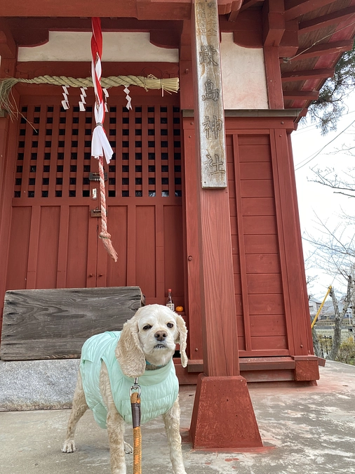 カウンドダウン9日残りです　あと6万不足です　目標達成額まで最後の応援お願いします！