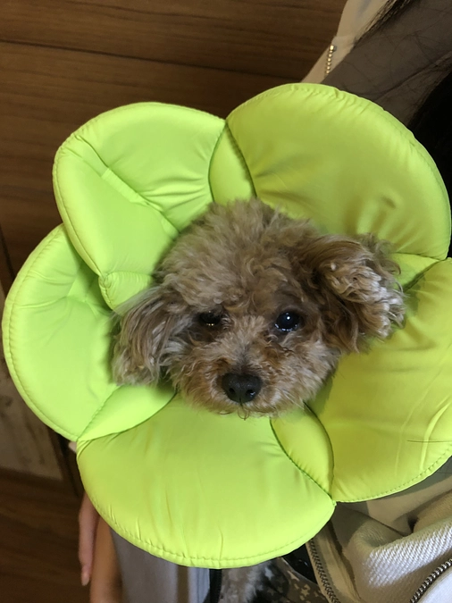 傷がよくなるまで我慢です。。