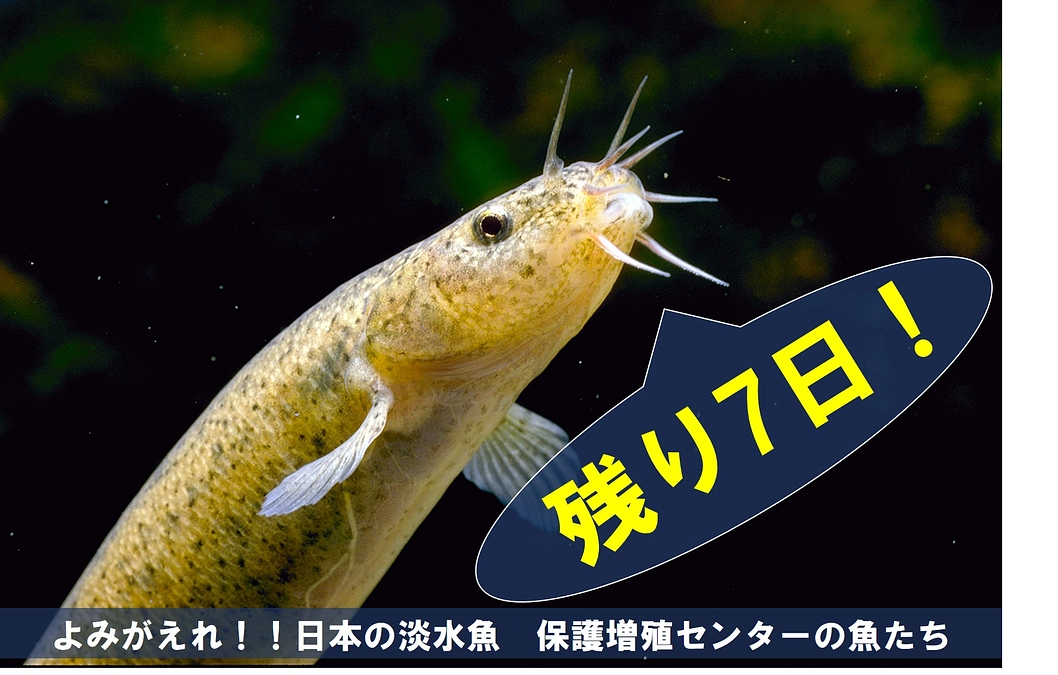 保護増殖センターの魚たち③【クラファン終了まで残り7日】