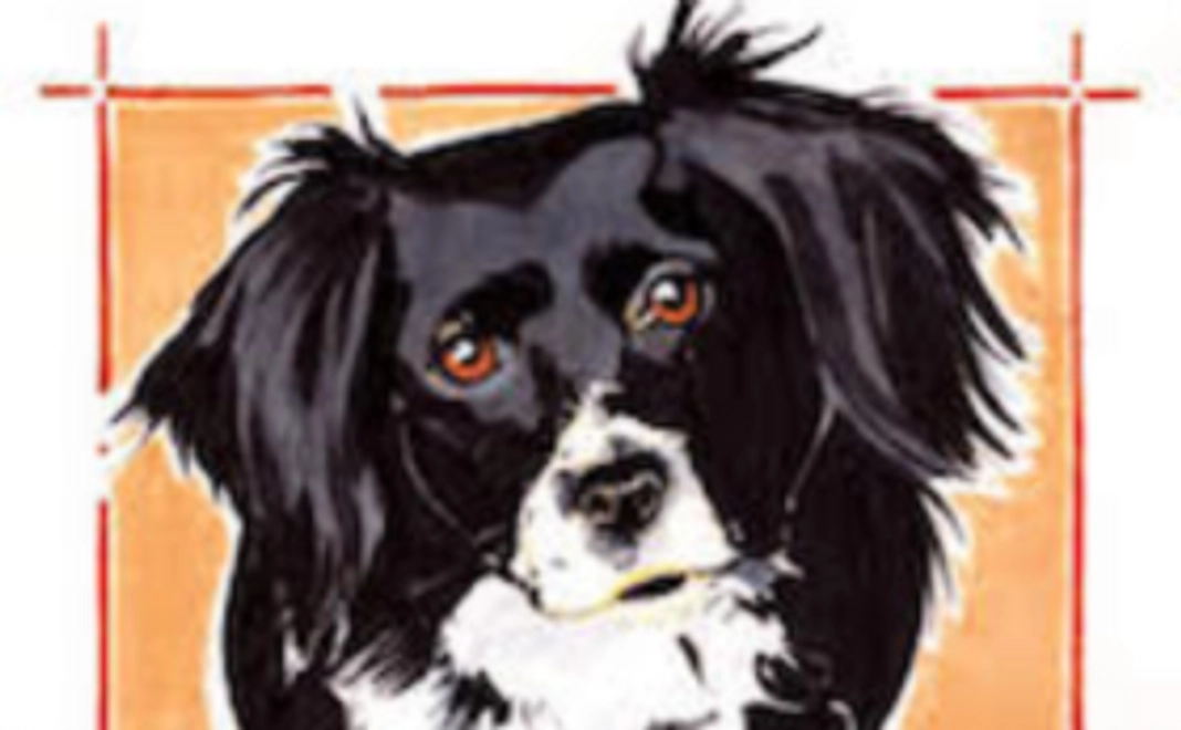 ハートの動物ポストカード