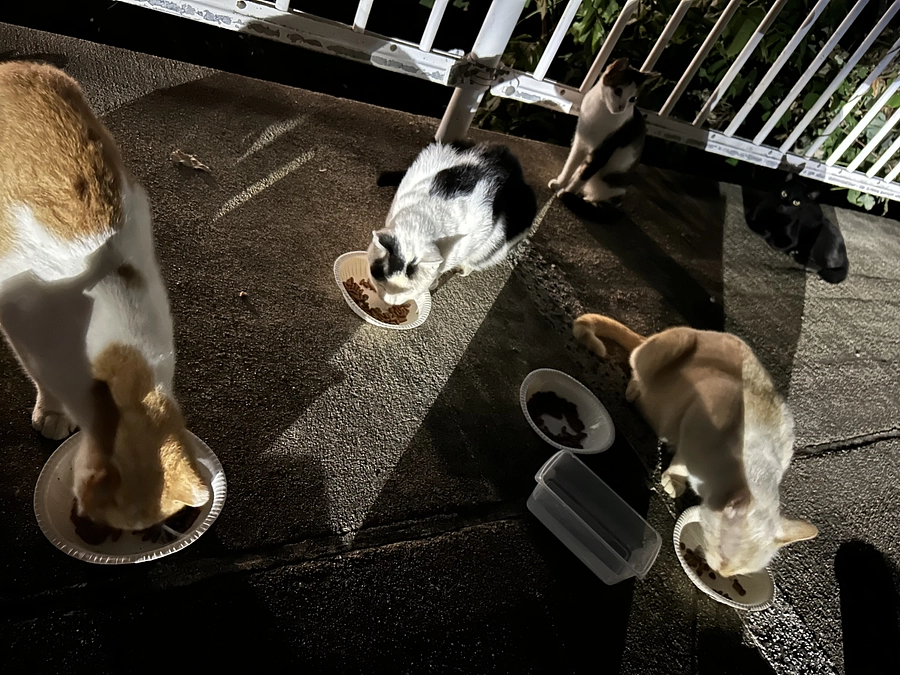 5匹の群れの地域猫