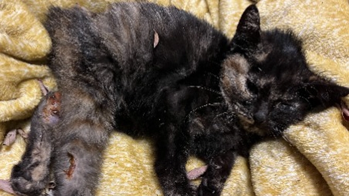 アンジーの命日に寄せて～代表・川越里佳よりメッセージ