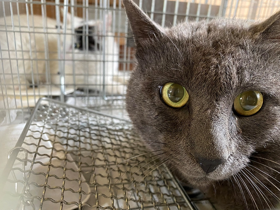 当会のTNRについて