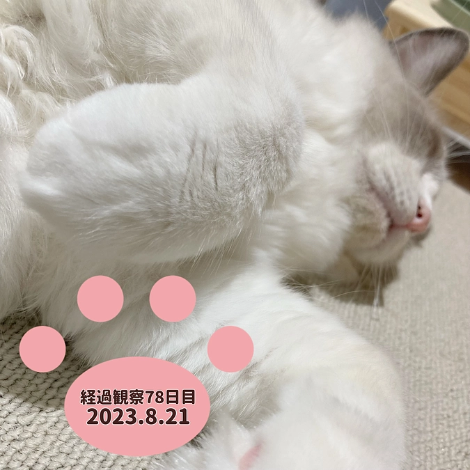 経過観察78日目(2023.8.21)