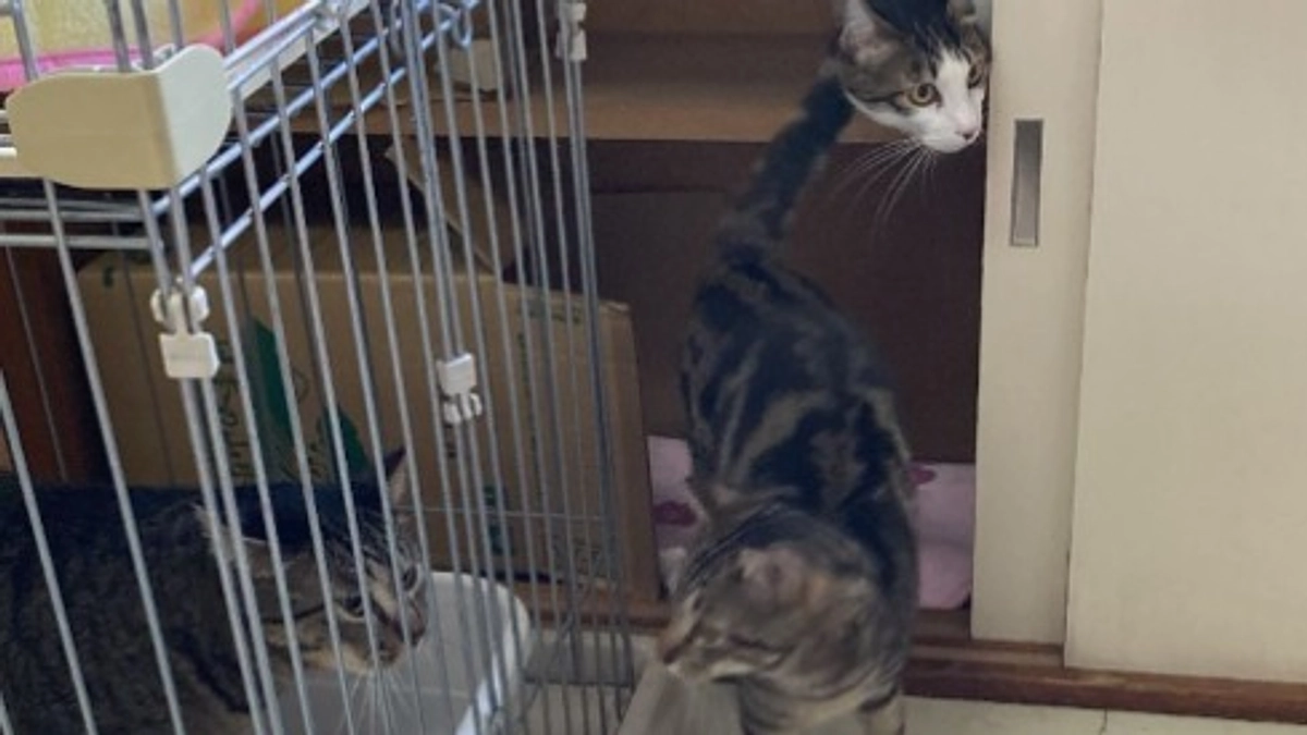 猫にゃんズ　仮住まいに引っ越しました