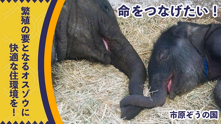 絶滅の危機｜日本生まれのゾウによる繁殖成功の第一歩へ！（市原ぞうの
