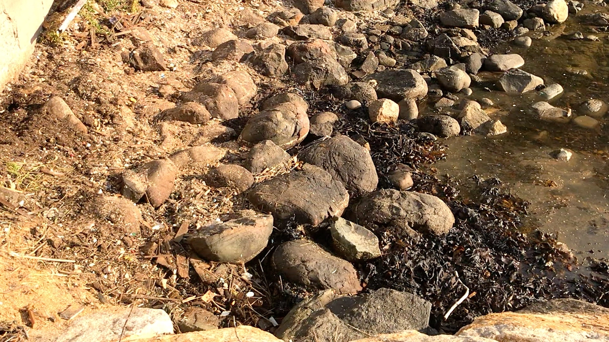 見島ゴミ拾い結果速報