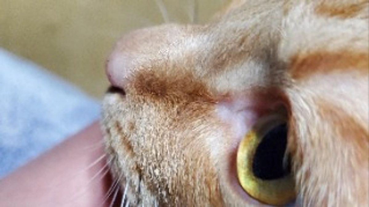 ゴーちゃん最近、、、