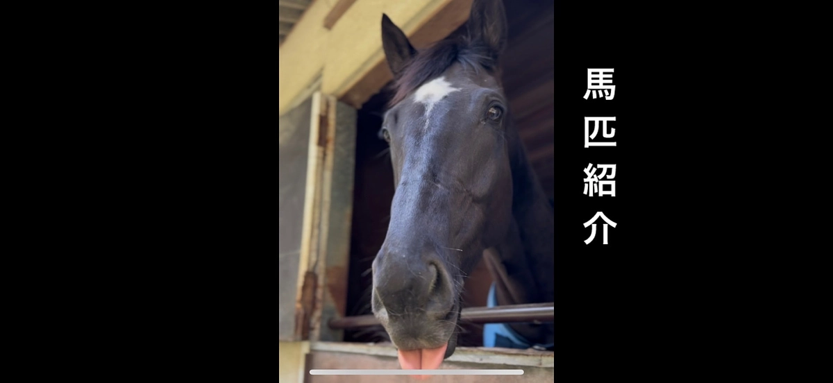 🐴馬匹紹介②🐴