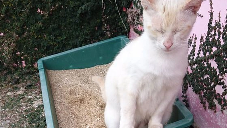 沖縄市の老齢化した猫の安住の地をつくり尊い命を守っていきたい