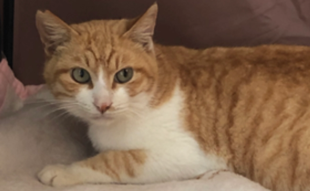 きぃちゃんのあし[ぷにぷに]コース