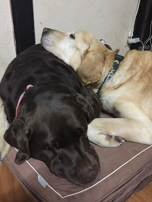 過去のブリーダーレスキューの哀しい思い出