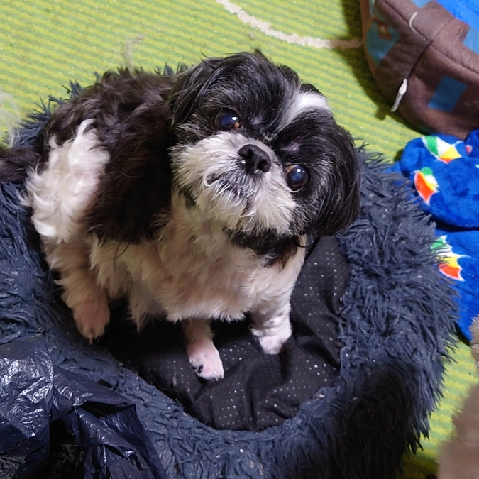 1か月検診後のルーシーの様子です。