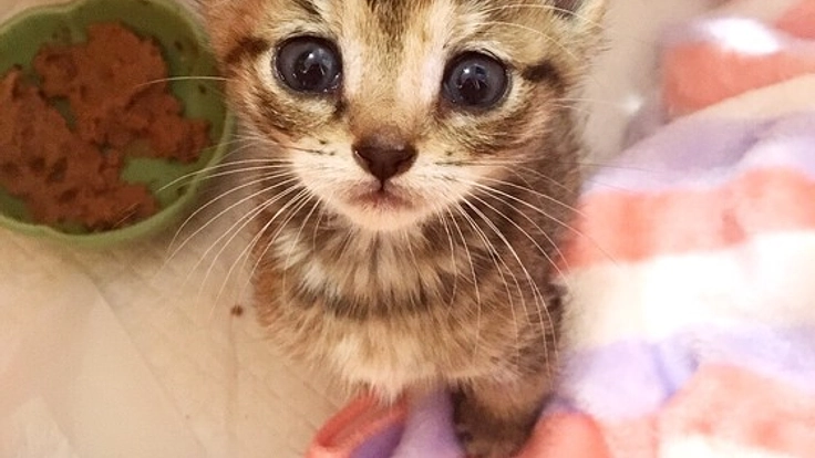 殺処分ワースト2位。愛媛県の命に期限がついた犬猫を救いたい。