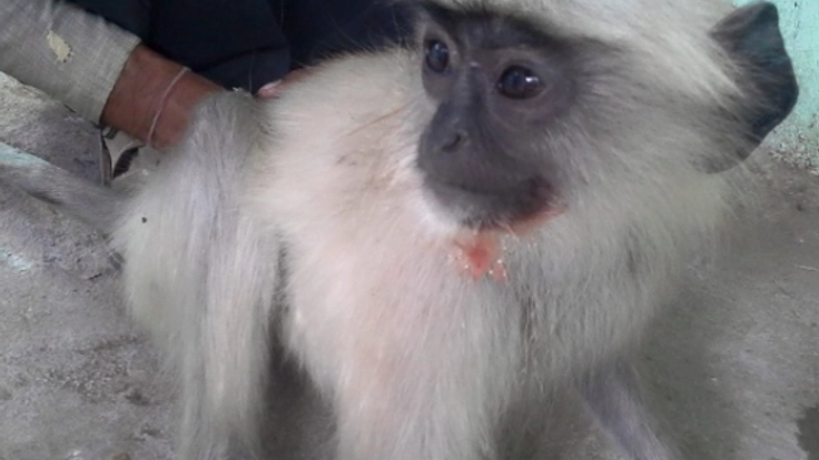 学生最後の夏、インドの動物を救いたい！